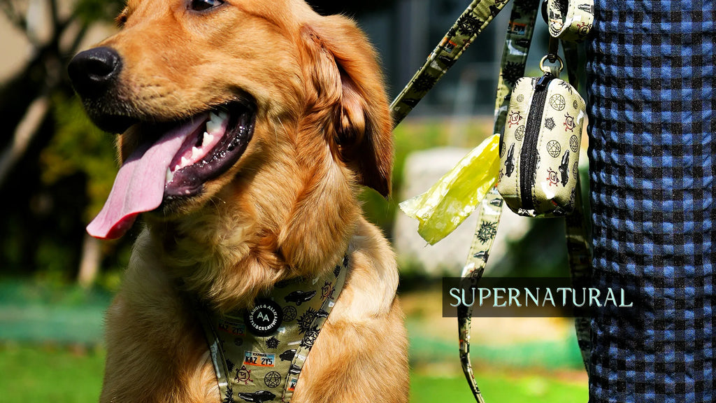 Dog wearing a supernatural pattern harness with a leash, standing outdoors.