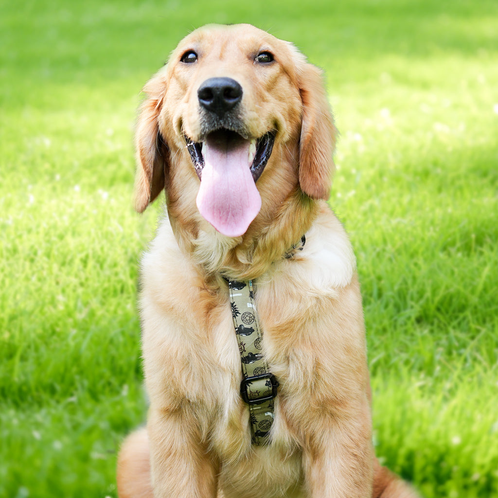 Dog wears 100% Cotton Adjustable No Pull Dog Harness Supernatural front