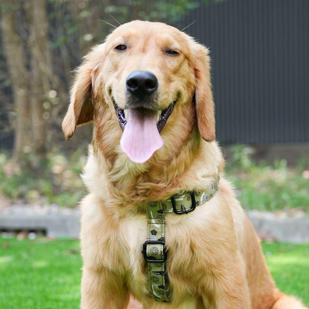Dog wears 100% Cotton Adjustable Step In Dog Harness Black  Supernatural fornt