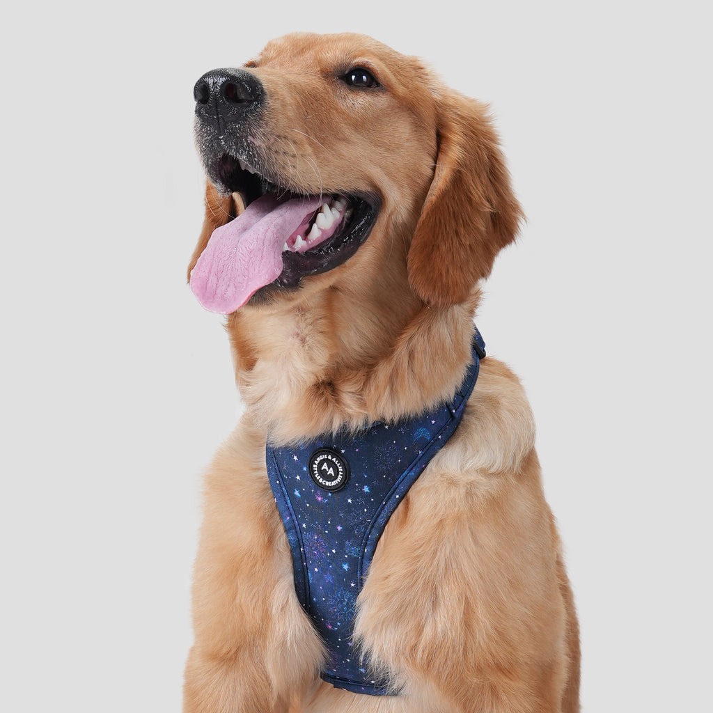 Dog wears 100% Cotton Adjustable No Pull Dog Harness Galaxy Stars front