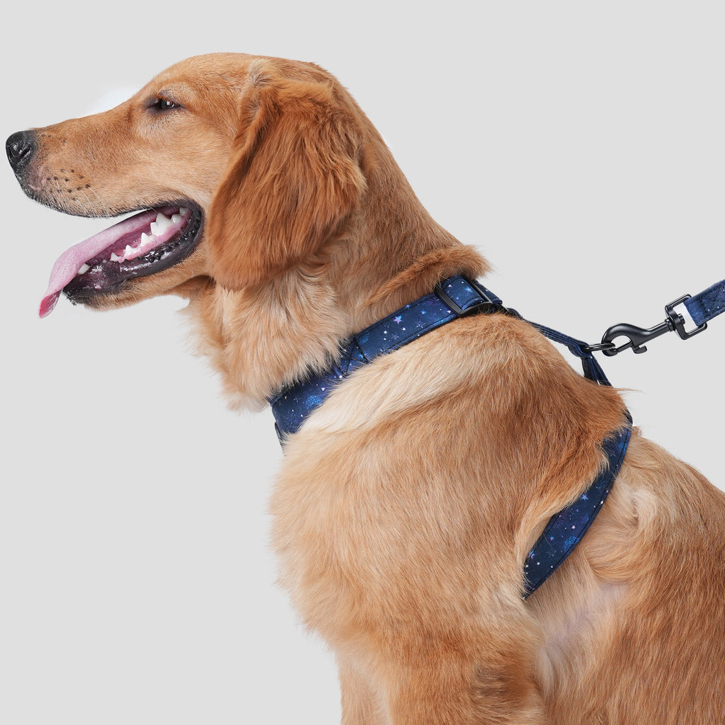Dog wears 100% Cotton Adjustable No Pull Dog Harness Galaxy Stars side