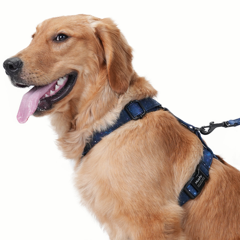 Dog wears 100% Cotton Adjustable No Pull Dog Harness Galaxy Stars side