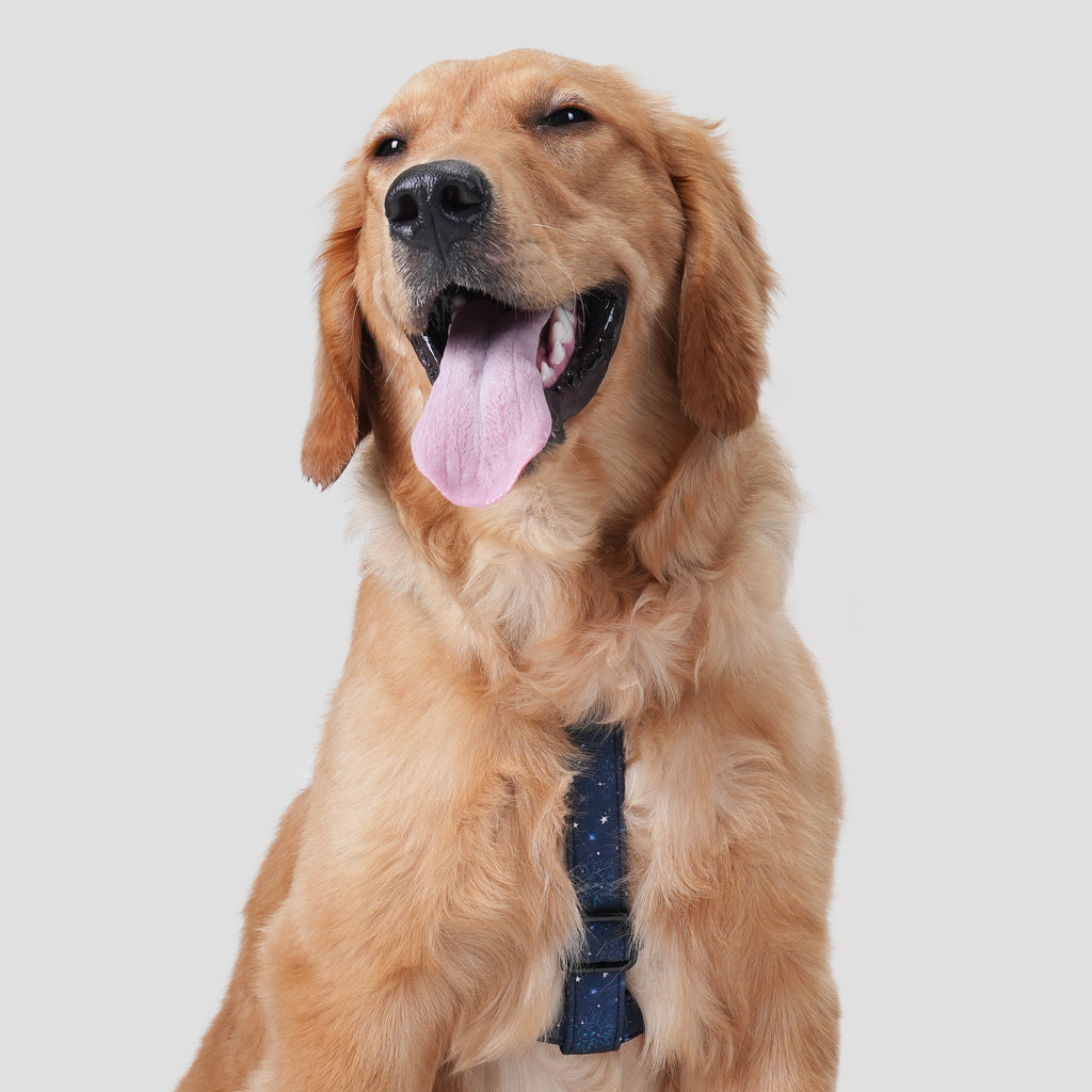 Dog wears 100% Cotton Adjustable No Pull Dog Harness Galaxy Stars front