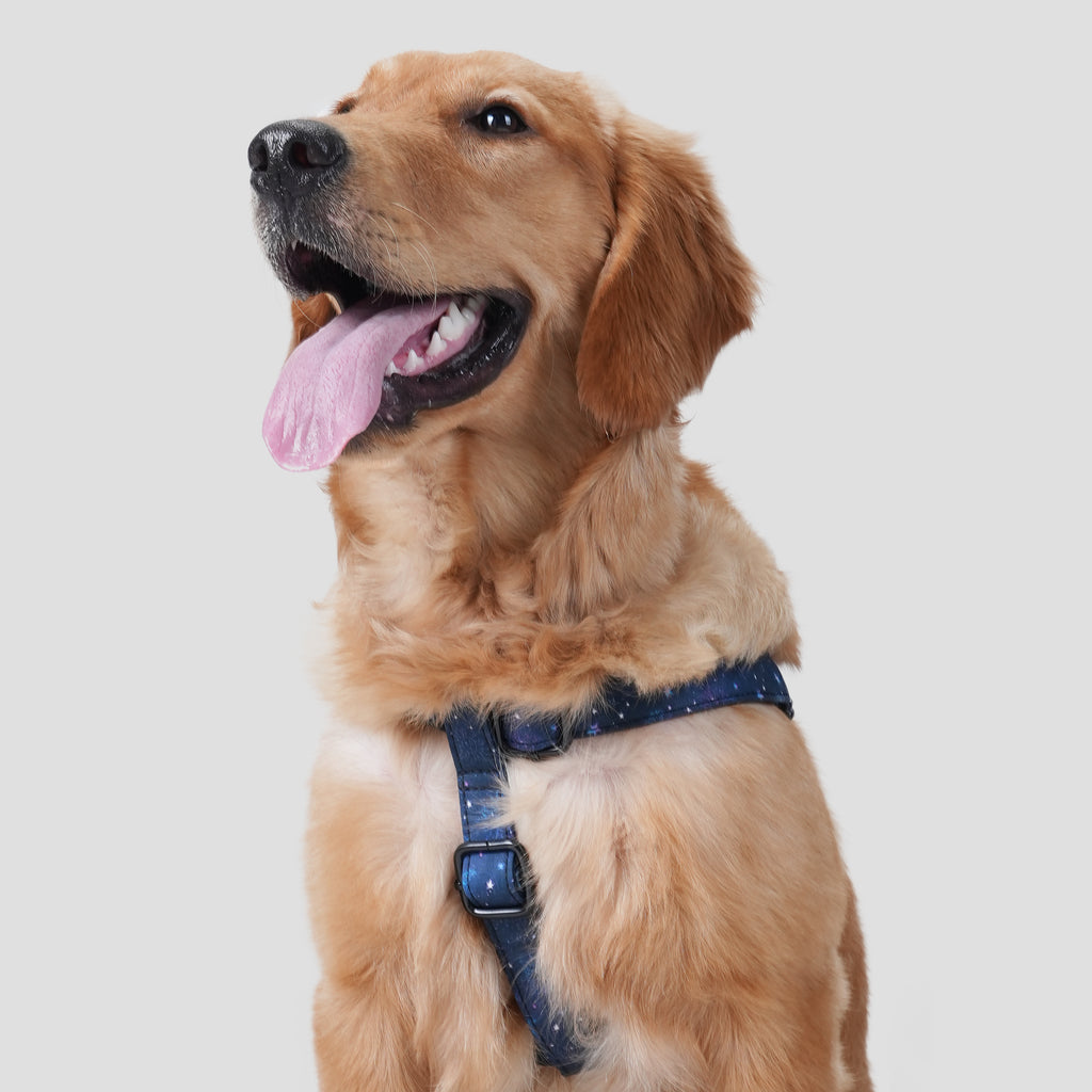 Dog wears 100% Cotton Adjustable Step In Dog Harness Black Galaxy Stars front