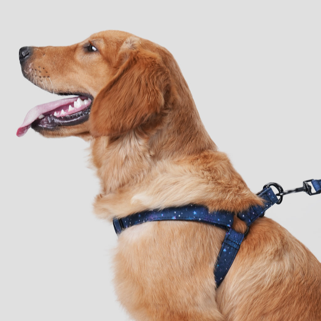Dog wears 100% Cotton Adjustable Step In Dog Harness Black Galaxy Stars side