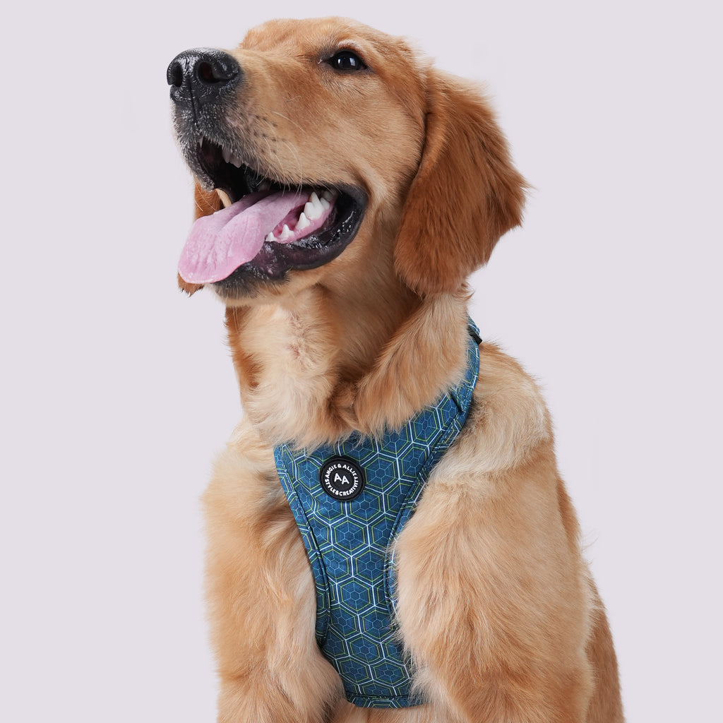 Dog wears 100% Cotton Adjustable No Pull Dog Harness Honeycomb front