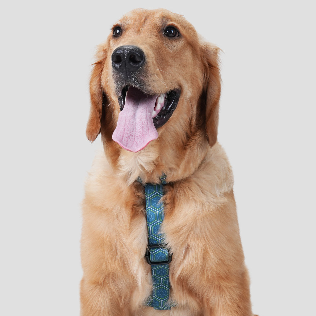 Dog wears 100% Cotton Adjustable No Pull Dog Harness Honeycomb front