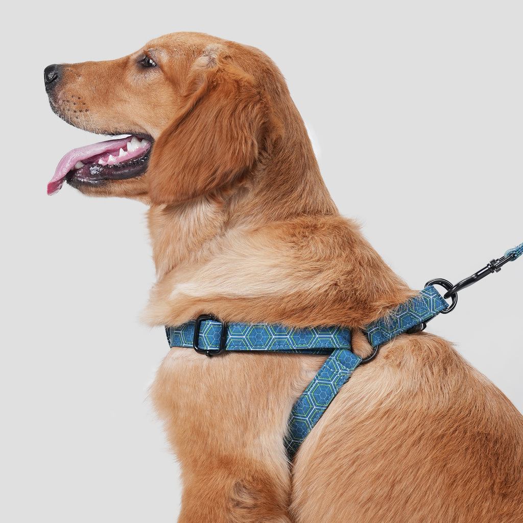 Dog wears 100% Cotton Adjustable Step In Dog Harness Black   side