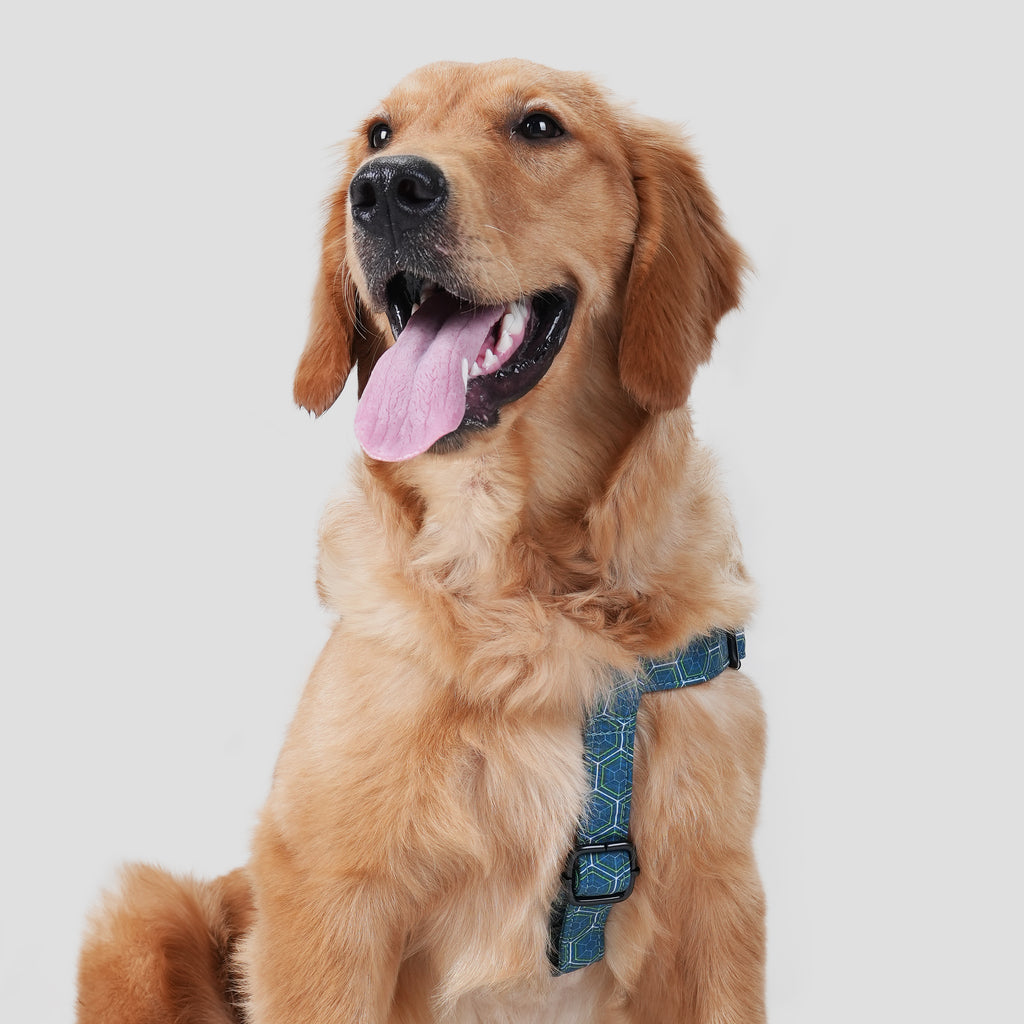 Dog wears 100% Cotton Adjustable Step In Dog Harness Black Honeycomb front