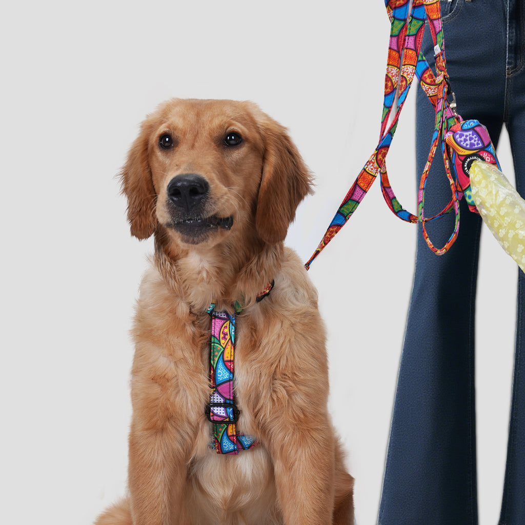 Dog wearing a dream fantasy harness and leash with a plain background near a person