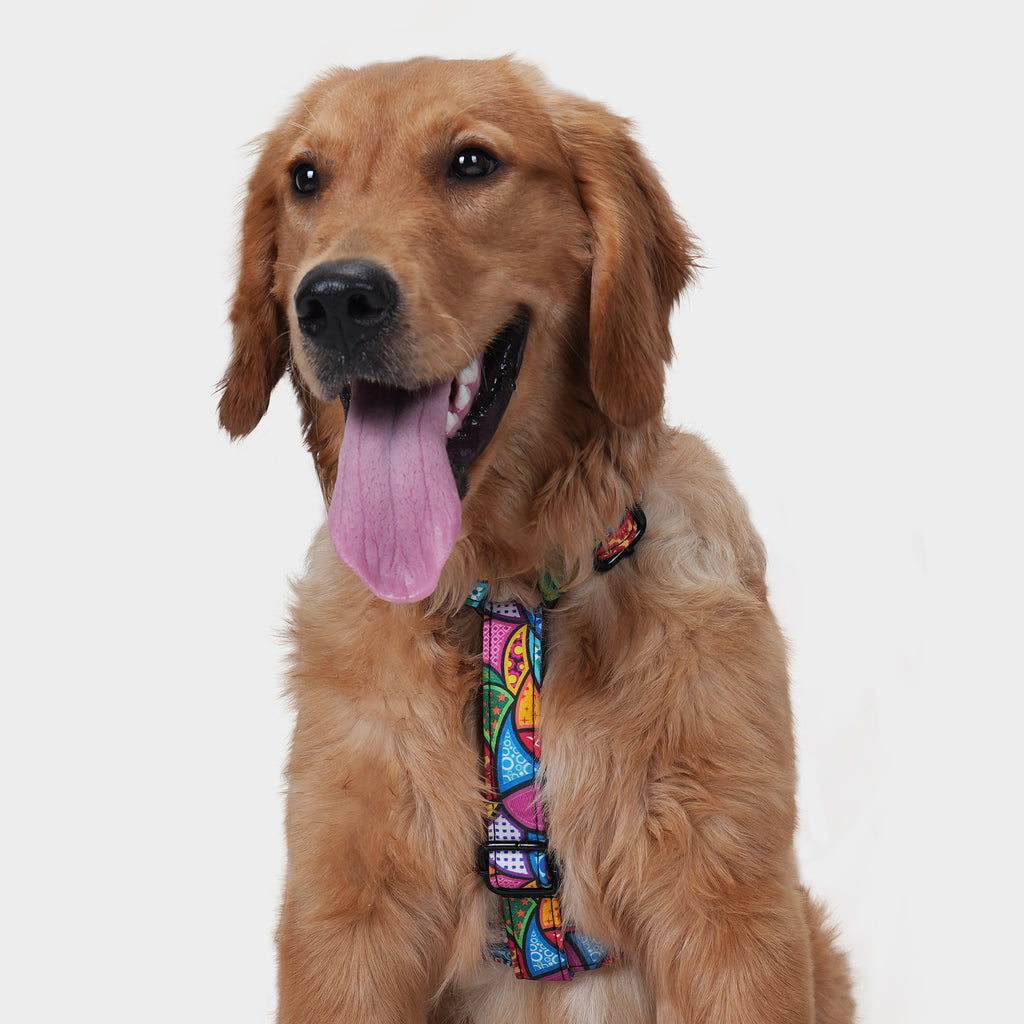 Dog wearing a dream fantasy no pull dog harness on a white background