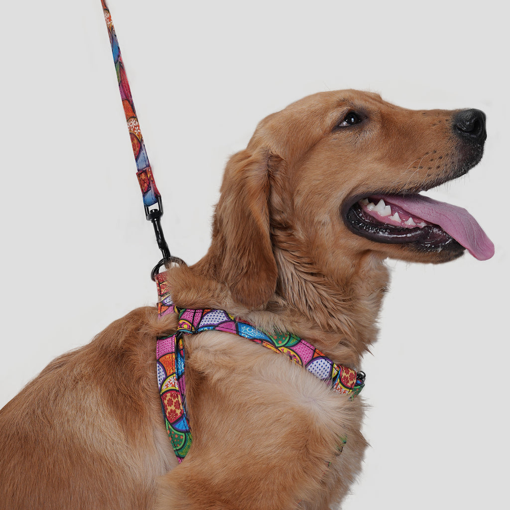 Dog wearing a dream fantasy harness and leash on a white background