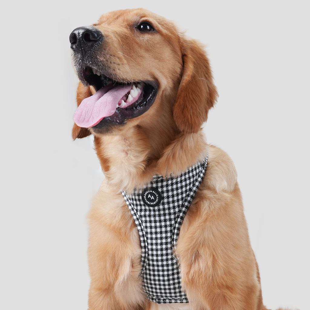 Dog wearing a shepherd black and white dog harness on a plain background