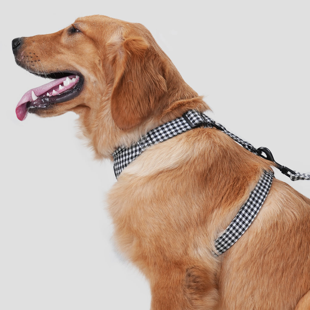 Dog is showing the side of a shepherd black and white harness on a plain background