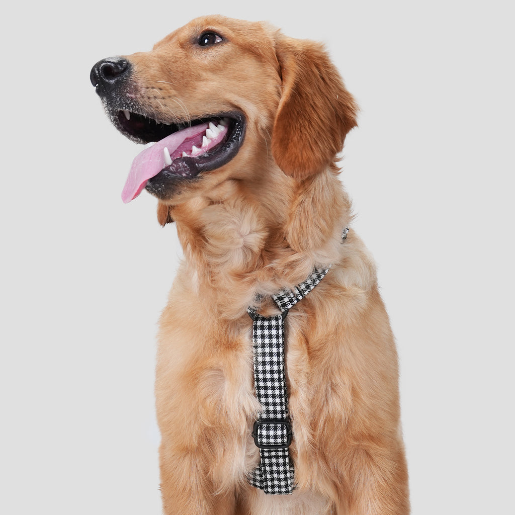 100% Cotton Adjustable No Pull Dog Harness Shepherd Black & White dog wearing the harness front