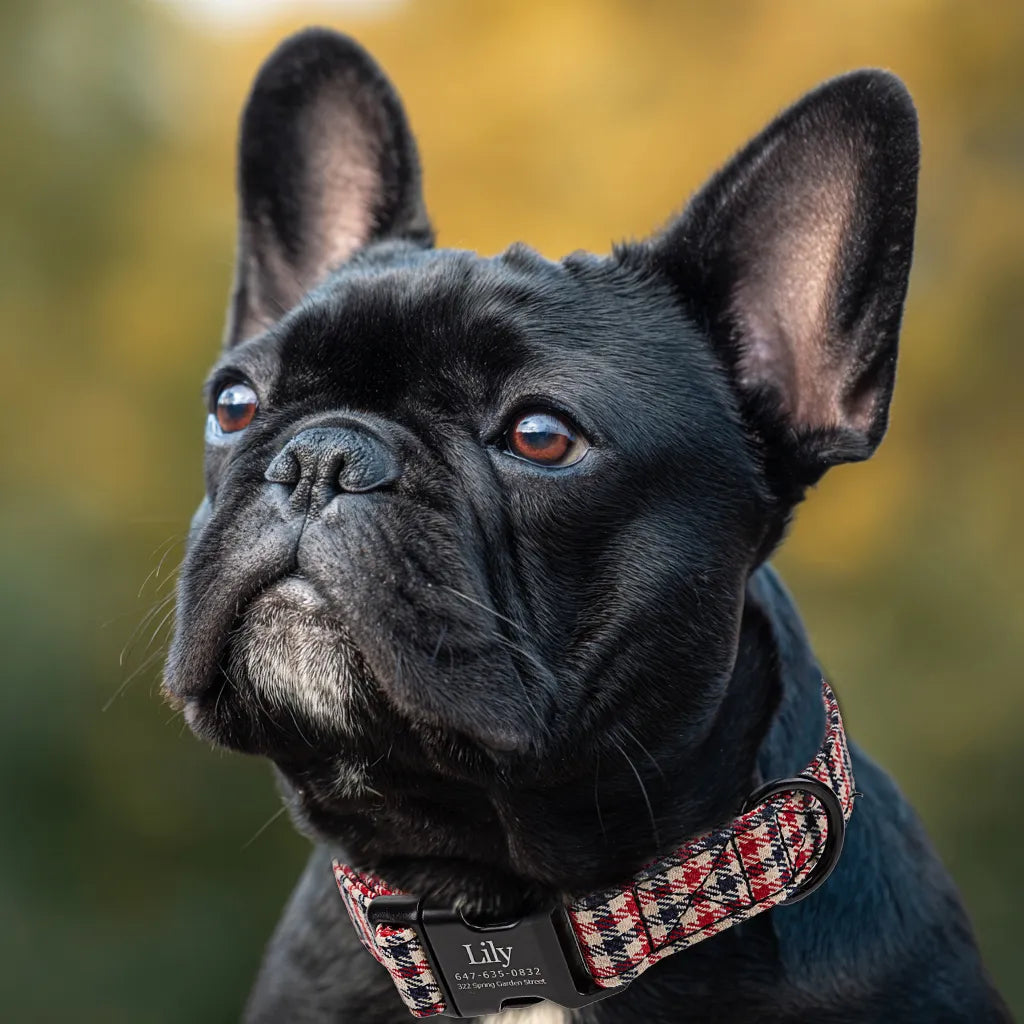 Dog wears 100% Cotton Personalized Dog Collar Engraved black  Shepherd two Tone 