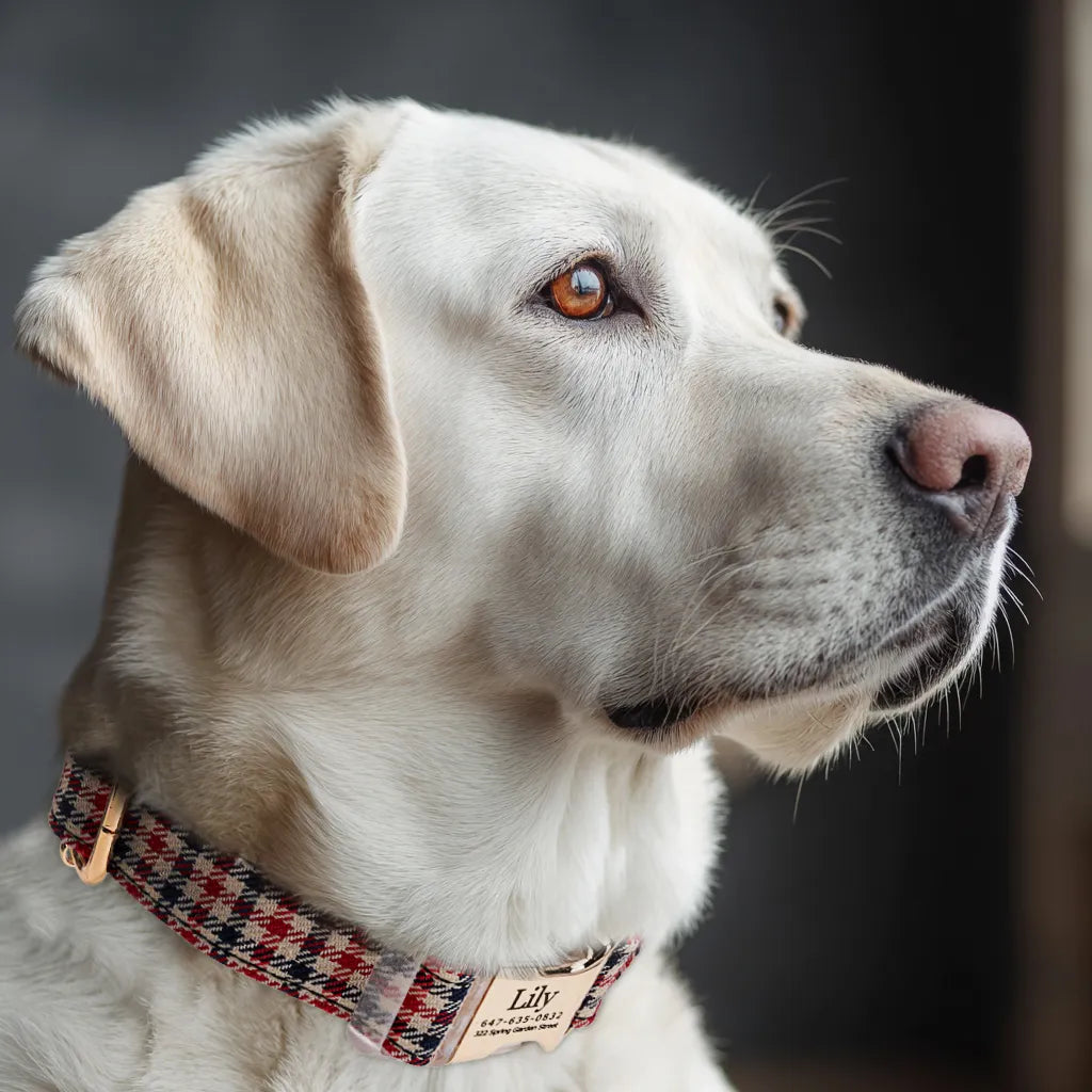 Dog wears 100% Cotton Personalized Dog Collar Engraved Gold  Shepherd two Tone 
