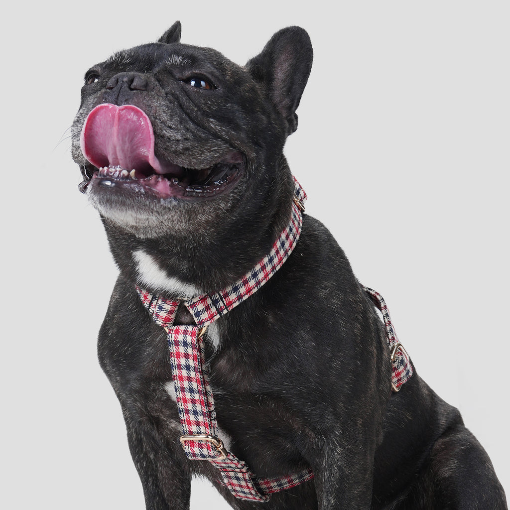 100% Cotton Adjustable No Pull Dog Harness Shepherd Two Tone dog wearing the harness front