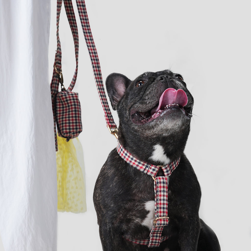 Dog wearing a Shepherd Two Tone patterened harness and a leash near a person