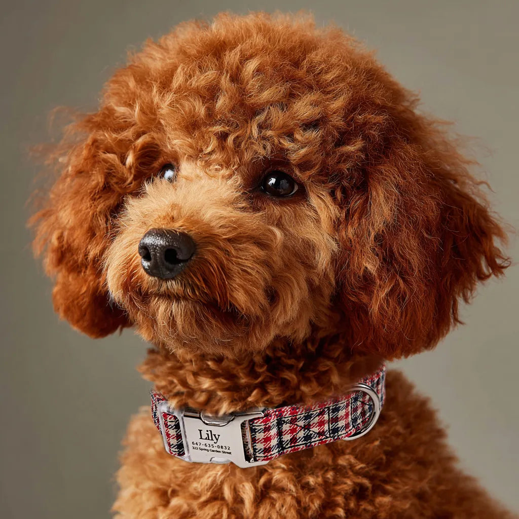 Dog wears 100% Cotton Personalized Dog Collar Engraved silver Shepherd two Tone front