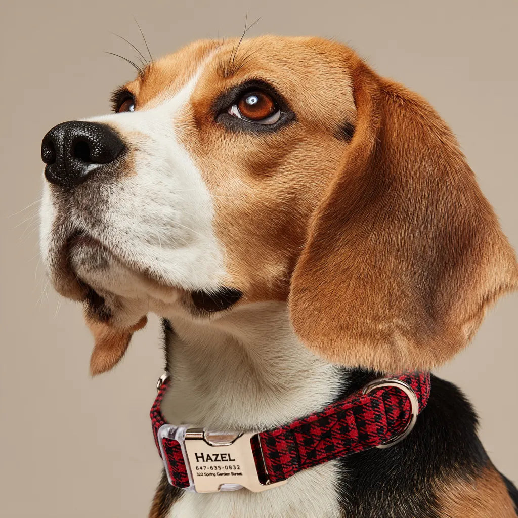 Dog wears 100% Cotton Personalized Dog Collar Engraved Gold Shepherd Red