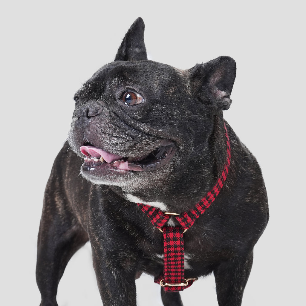 100% Cotton Adjustable No Pull Dog Harness Shepherd Red dog wearing the harness front