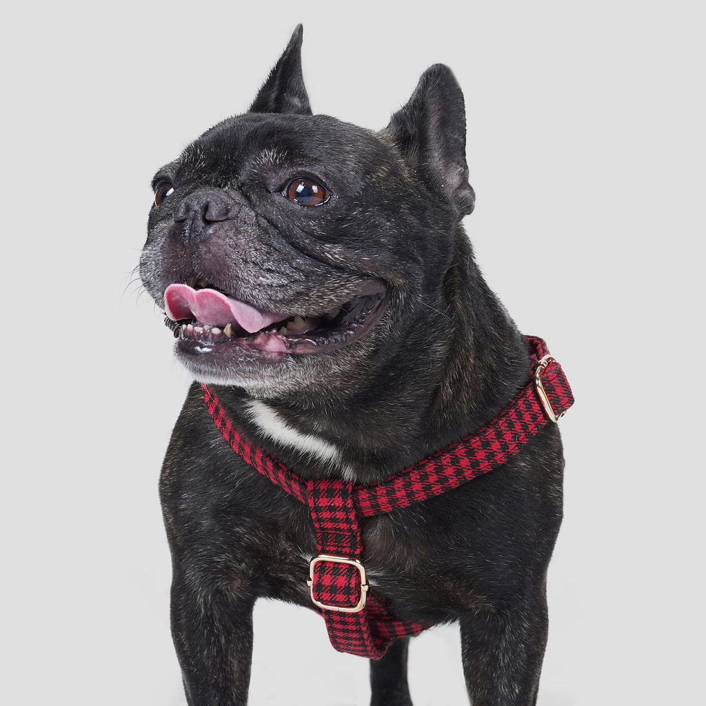 100% Cotton Adjustable Step-In Dog Harness Gold Shepherd Red dog wearing the harness front