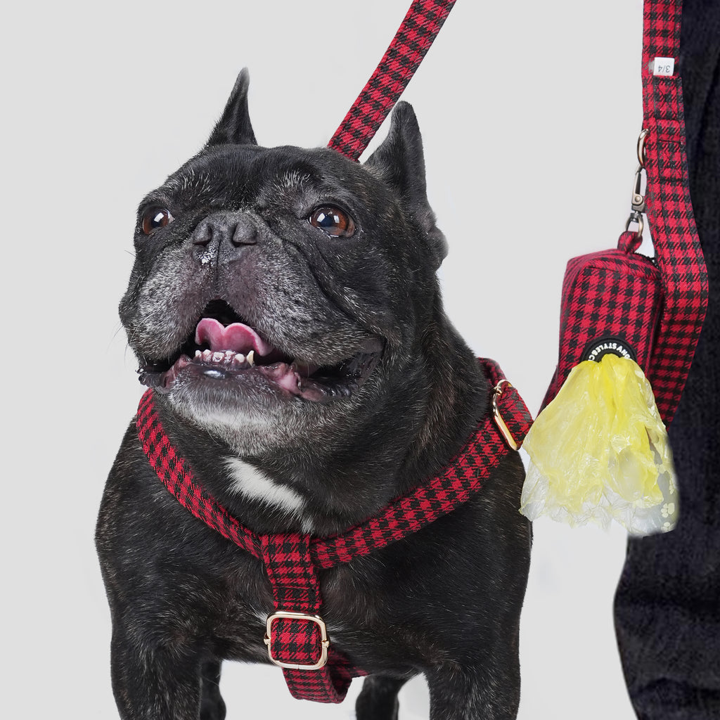 Black dog wearing a Shepherd Red harness with a leash and a poop bag on a white background