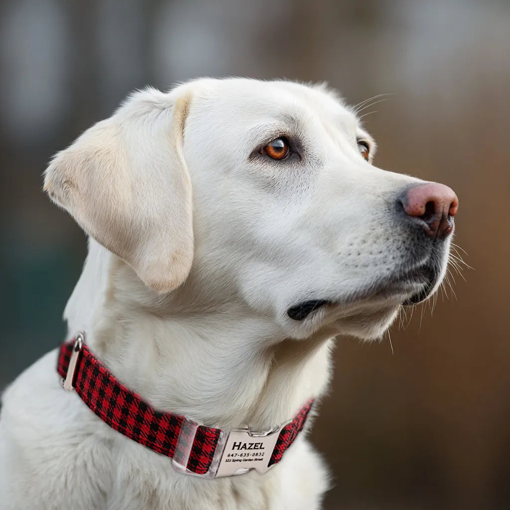 Dog wears 100% Cotton Personalized Dog Collar Engraved silver Shepherd Red