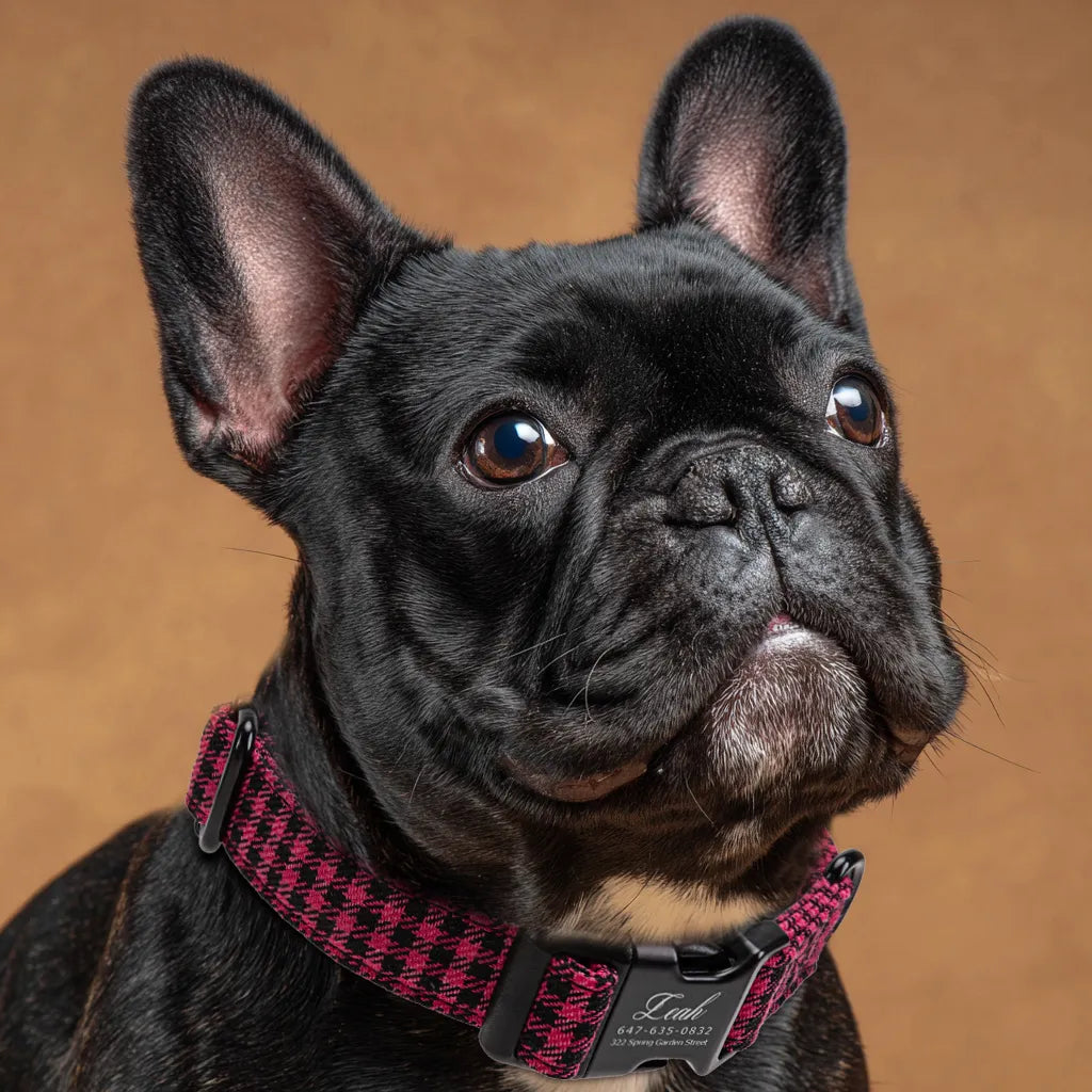 Dog wears 100% Cotton Personalized Dog Collar Engraved Balck Shepherd Fuschia 