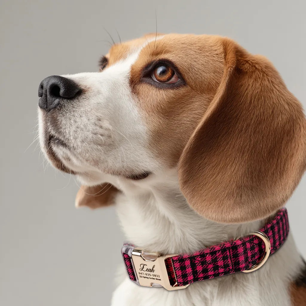 Dog wears 100% Cotton Personalized Dog Collar Engraved Gold Shepherd Fuschia