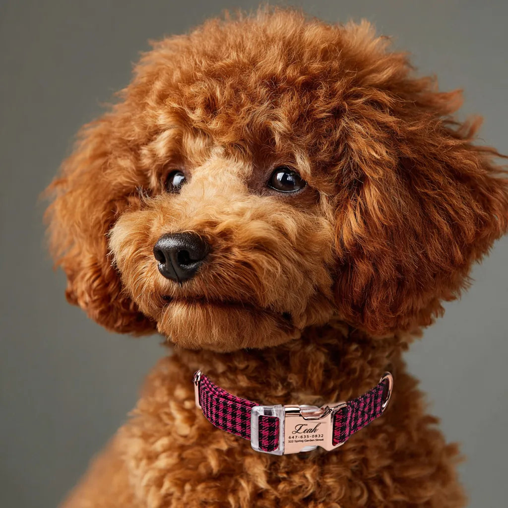 Dog wears 100% Cotton Personalized Dog Collar Engraved Rose Gold Shepherd Fuschia