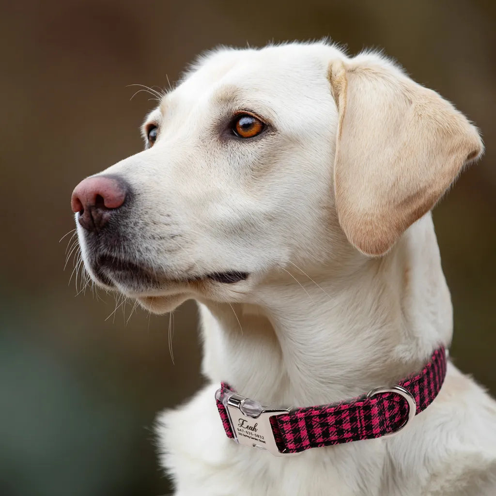 Dog wears 100% Cotton Personalized Dog Collar Engraved Silver Shepherd Fuschia