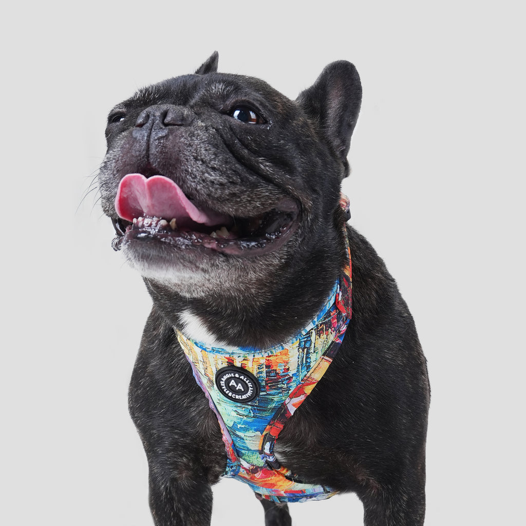 100% Cotton Adjustable No Pull Dog Harness French Countryside dog wears  the harness front