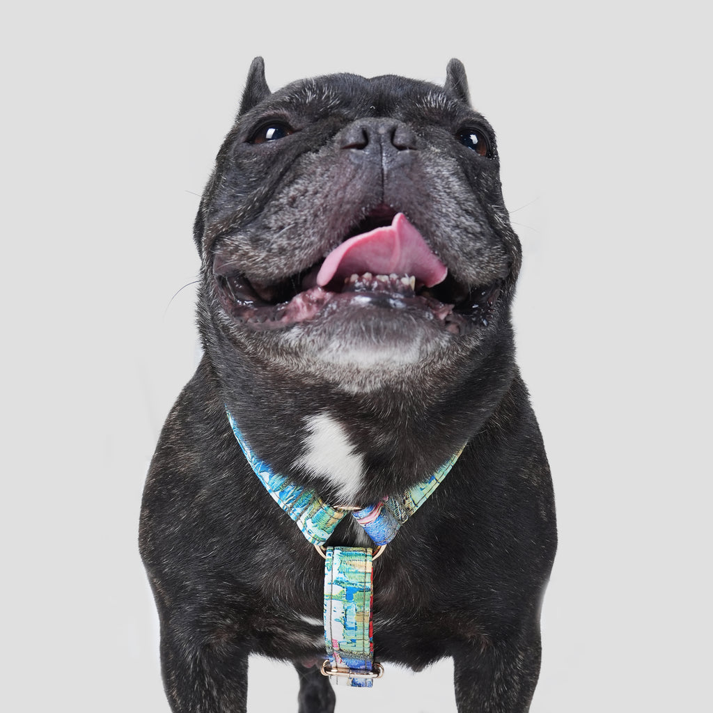 100% Cotton Adjustable No Pull Dog Harness French Countryside dog wears the harness front