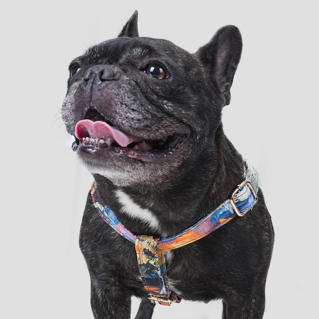 100% Cotton Adjustable Step-In Dog Harness Gold French Countryside dog wears the harness front