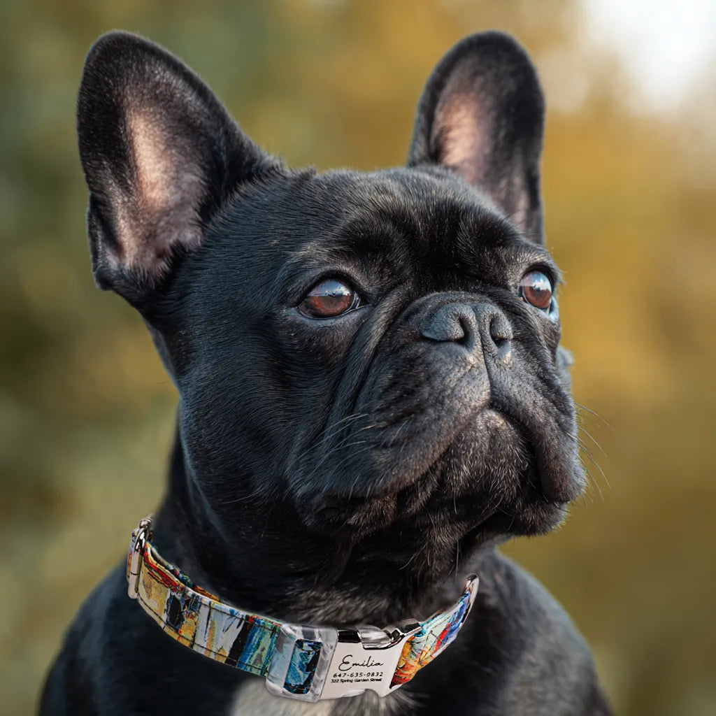 Dog wears 100% Cotton Personalized Dog Collar Engraved Silver French Countryside 