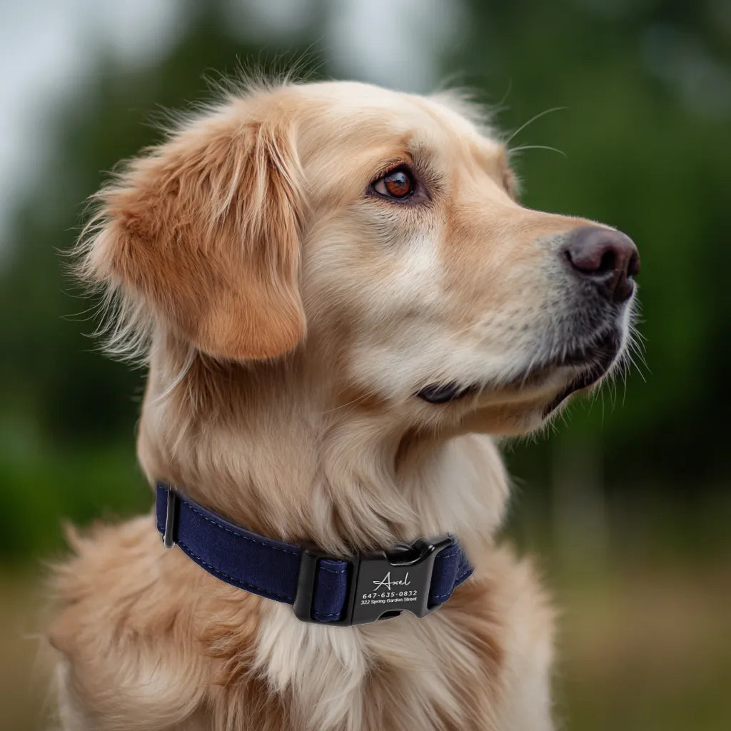 Dog wears 100% Cotton Personalized Dog Collar Engraved Black Shepherd Royal Blue