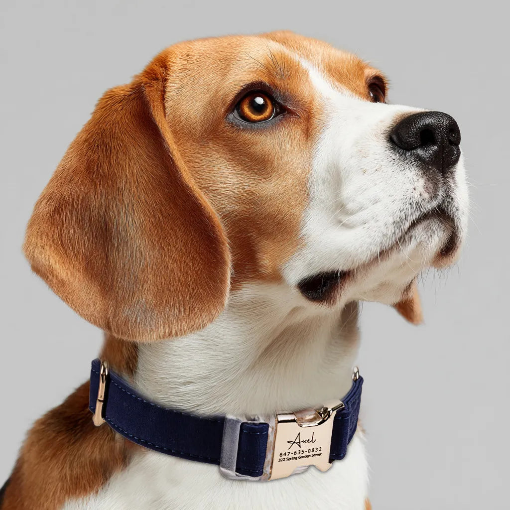 Dog wears 100% Cotton Personalized Dog Collar Engraved Gold Shepherd Royal Blue