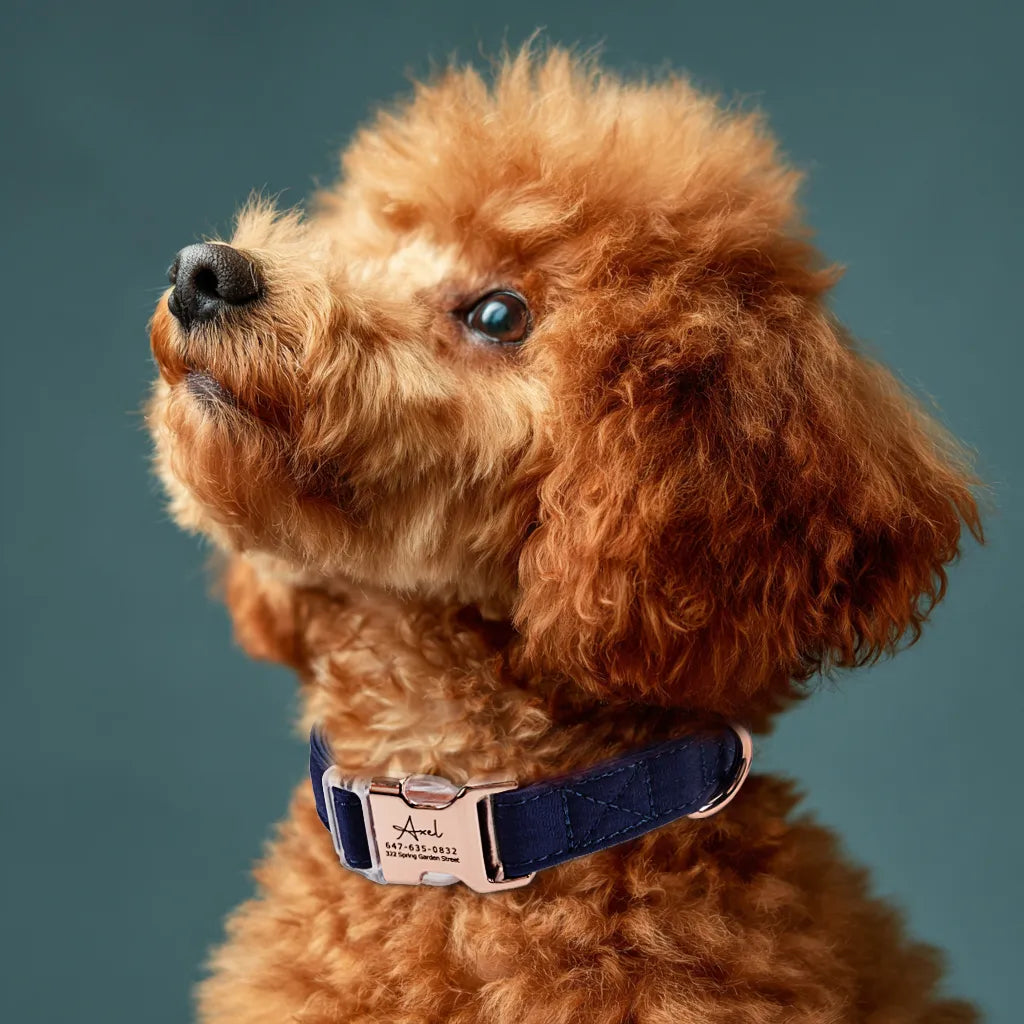 Dog wears 100% Cotton Personalized Dog Collar Engraved Rose Gold Shepherd Royal Blue