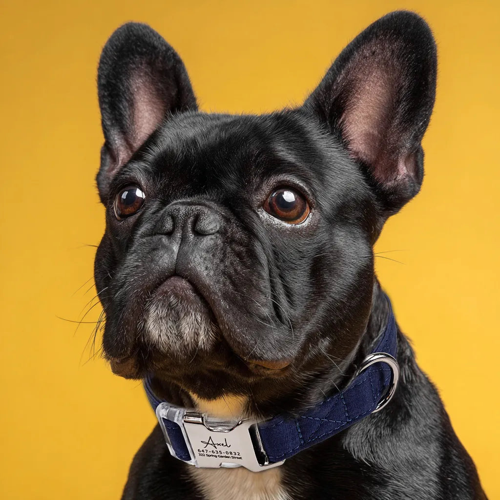 Dog wears 100% Cotton Personalized Dog Collar Engraved silver Shepherd Royal Blue