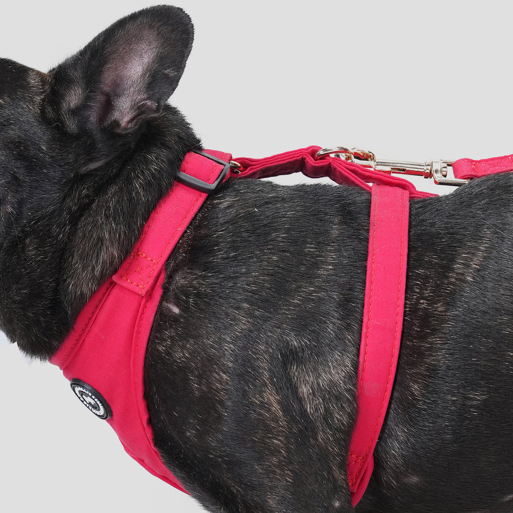 100% Cotton Adjustable No Pull Dog Harness Poinciana Red dog wearing the harness side