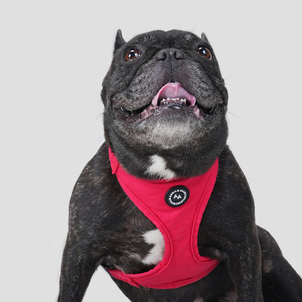 100% Cotton Adjustable No Pull Dog Harness Poinciana Red dog wearing the harness front