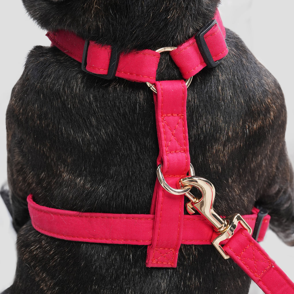 100% Cotton Adjustable No Pull Dog Harness Poinciana Red dog wearing the harness back