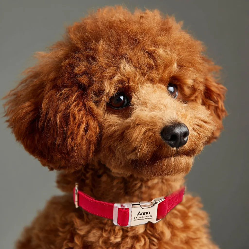 Dog wears 100% Cotton Personalized Dog Collar Engraved Gold Poinciana Red