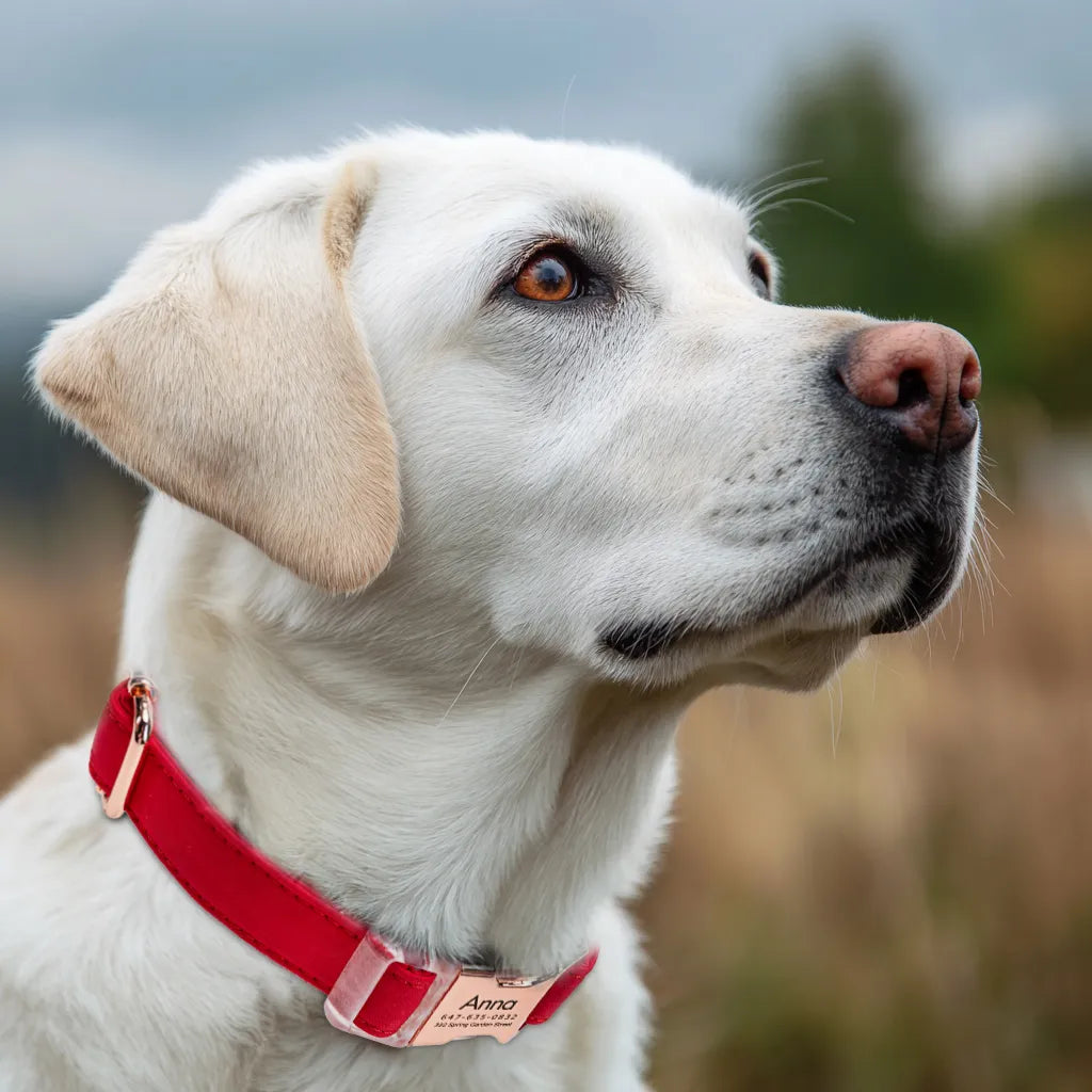Dog wears 100% Cotton Personalized Dog Collar Engraved Rose Gold Poinciana Red