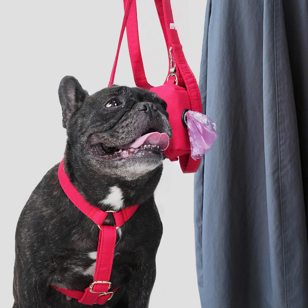 Dog wearing a Poinciana Red harness with a leash and a poop bag near a person in the background