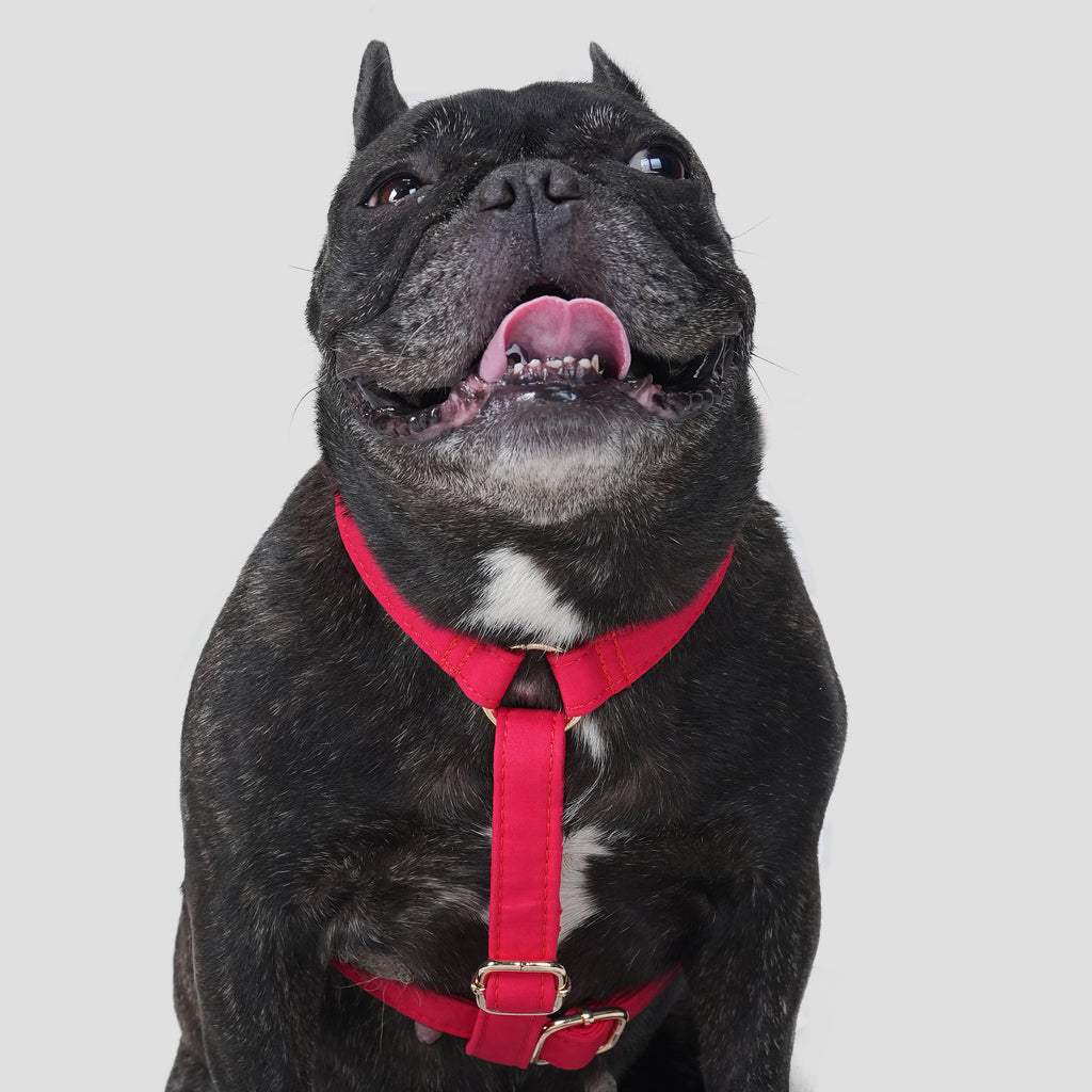 100% Cotton Adjustable No Pull Dog Harness Poinciana Red dog wears the harness front