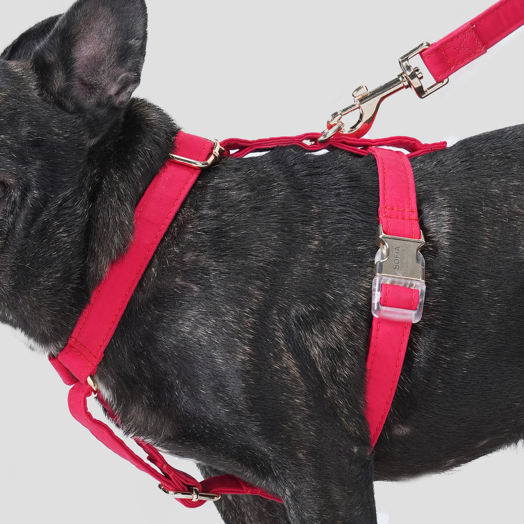 100% Cotton Adjustable No Pull Dog Harness Poinciana Red dog wears the harness side
