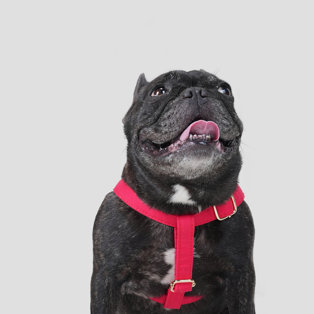 100% Cotton Adjustable Step-In Dog Harness Gold Poinciana Red dog wearing the harness front